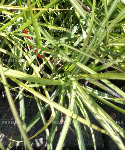 Japánfű Red chief, Miscanthus sinensis , kontajner 3 l