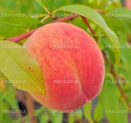 Őszibarack  Redheaven, Prunus persica, 160-170 cm. folyt. 10 l.