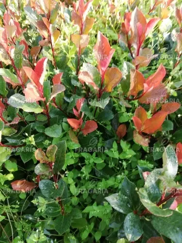 Vörös korallberkenye Little  Red Robin, Photinia × fraseri, 20 – 50 cm, kont.3l