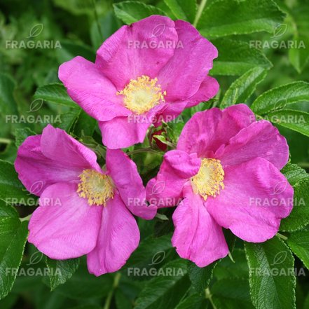 Japán rózsa, Rosa rugosa, 30 – 45 cm, kont. 3l