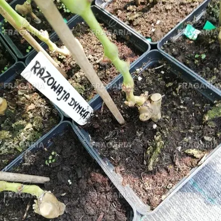 Bortermő szőlő Ružovaja Dymka, Vitis vinifera, kont. 1 l