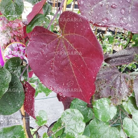 Júdásfa Ruby Falls, Cercis canadensis, 180 – 200 cm, kont. 20l