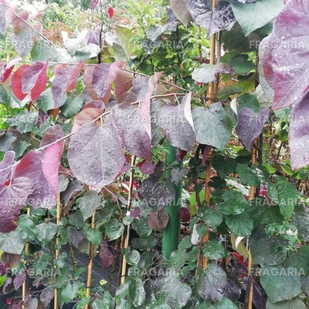 Júdásfa Ruby Falls, Cercis canadensis, 180 – 200 cm, kont. 20l
