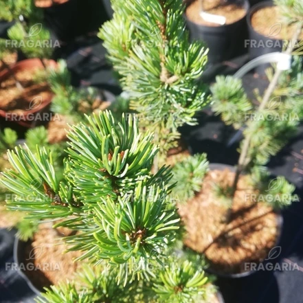 Japán selyemfenyő Ryu Jin, Pinus parviflora, kont. C3, 30-40 cm