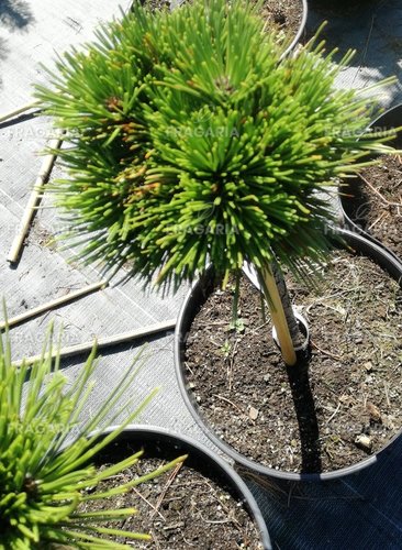 Balkáni páncélfenyő Schmidtii, Pinus leucodermis – heldreichii, 30 - 35 cm, kont. 5l