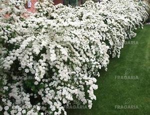 Kerti gyöngyvessző, Spiraea × vanhouttei,  20 cm, kont. 2l.