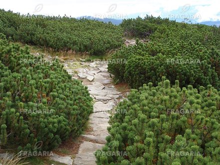 Havasi törpefenyő, Pinus mugo pumilio, 10 - 30 cm, kont. 3l