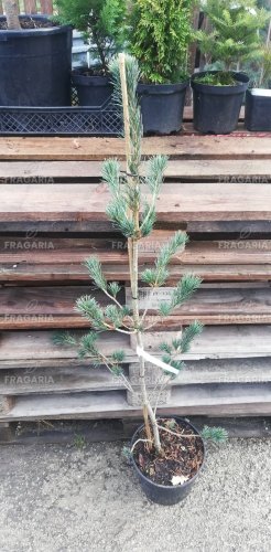 Japán selyemfenyő Saphir, Pinus parviflora, kont. P 9, 30-80 cm