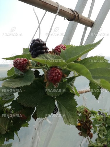 Fekete szeder Black Satin, Rubus fruticosus 30 - 40 cm kont. 0,5 I