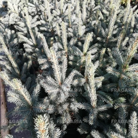 Ezüstfenyő  SBS , Picea pungens 15 - 20 cm, kont. 3l