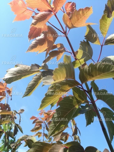 Kőrislevelű juhar Sensation, Acer negundo, 130 – 150 cm, kont. 5l