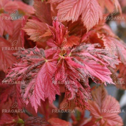 Hegyi juhar Simon Louis Freres,  Acer pseudoplatanus 150 - 170 cm, kont. 10l