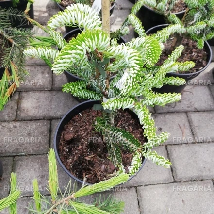 Koreai jegenyefenyő Silberlocke, Abies koreana 20 - 60 cm, kont. 5l