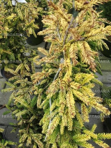 Keleti luc Skylands, Picea orientalis 40 - 45 cm, kont. 3l