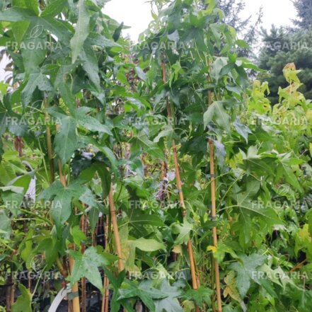 Amerikai ámbrafa  Slender Silhoutte, Liquidambar styraciflua, + 140 cm, kont. 5l