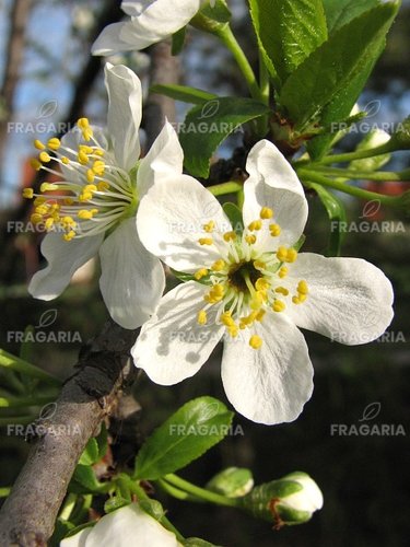 Nemes szilva  Dabrowicka, Prunus domestica, 150 – 170 cm, kont. 5l