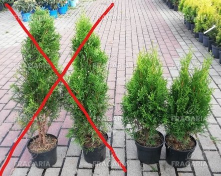 Nyugati tuja Smaragd, Thuja occidentalis 40 - 60 cm, kont. 3l