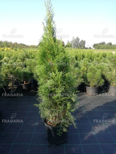 Nyugati tuja Smaragd, Thuja occidentalis 100 cm, kont. 5l