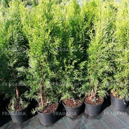 Nyugati tuja Smaragd, Thuja occidentalis 40 - 60 cm, kont. 3l