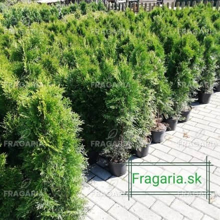 Nyugati tuja Smaragd, Thuja occidentalis 40 - 60 cm, kont. 3l