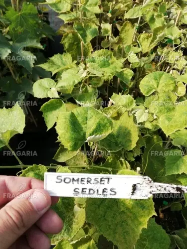 Rókaszőlőt Somerset  Seedless, Vitis labrusca, kont.1l