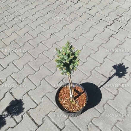 Ezüstfenyő Stanley Pygmy , Picea pungens 30 - 35 cm törzsek, kont. 3l