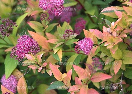 Kerti gyöngyvessző Goldflame, Spiraea x bumalda, kont. 2l. 20 cm