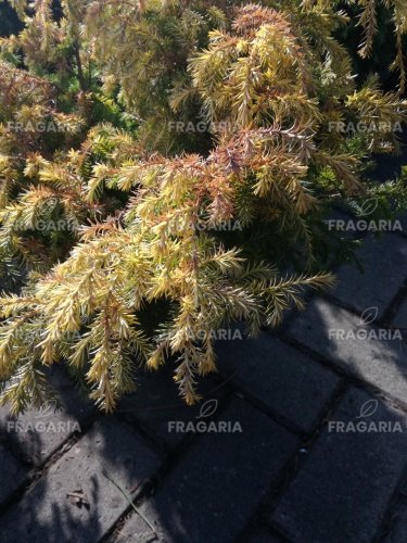 Szavára álciprus Squarrosa Aurea Nana, Chamaecyparis pisifera 20 - 30 cm, kont 3l