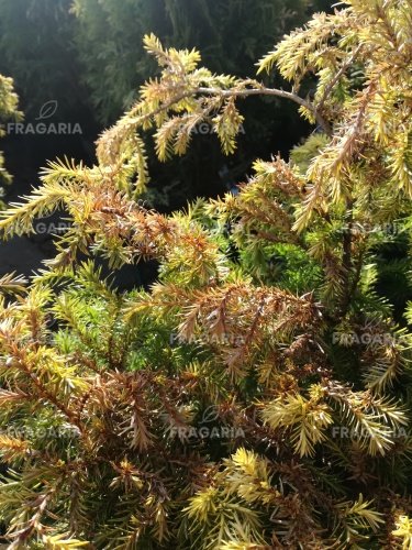 Szavára álciprus Squarrosa Aurea Nana, Chamaecyparis pisifera 20 - 30 cm, kont 3l