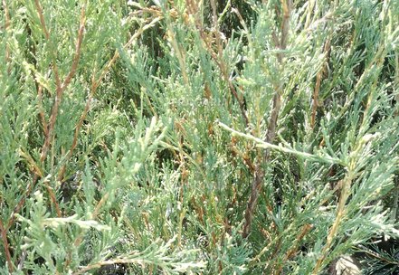 Oregoni Boróka  Silver Star, Juniperus scopulorum, 40 - 60 cm, kont. 3l
