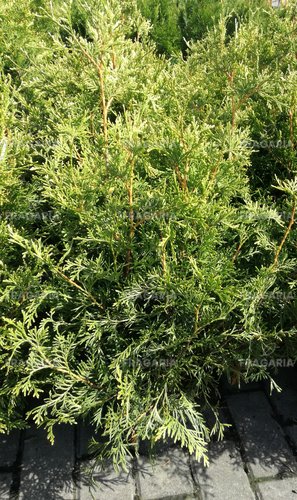 Nyugati tuja Stolwijk, Thuja occidentalis, 40 - 60 cm, kont. 3l