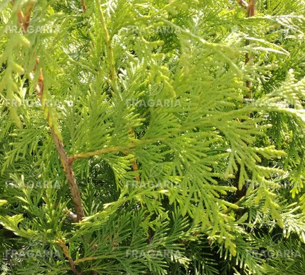 Fonalas tuja Sunshine, Thuja plicata, 60 - 70 cm, kont. 3l