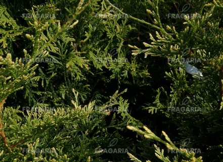 Nyugati tuja Stolwijk, Thuja occidentalis, 40 - 60 cm, kont. 3l