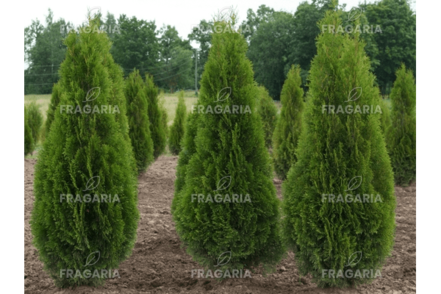 Nyugati tuja Stolwijk, Thuja occidentalis 40 - 60 cm, kont. 3l
