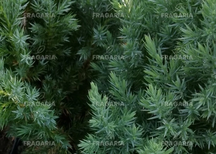 Kúpos kínai Stricta, Juniperus chinensis 40 - 50 cm, kont. 3l