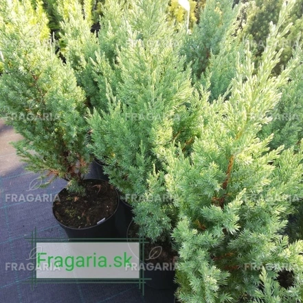 Kúpos kínai Stricta, Juniperus chinensis 40 - 50 cm, kont. 3l
