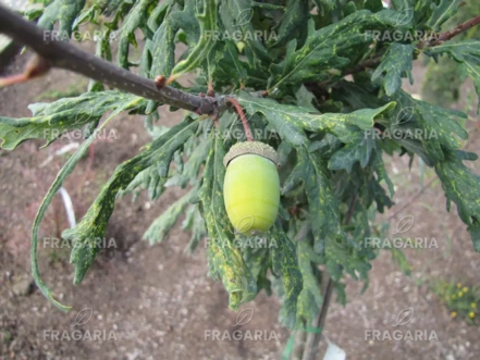 Oszlopos kocsányos tölgy Strypemonde, Quercus robur, kont. C2, 30-60 cm