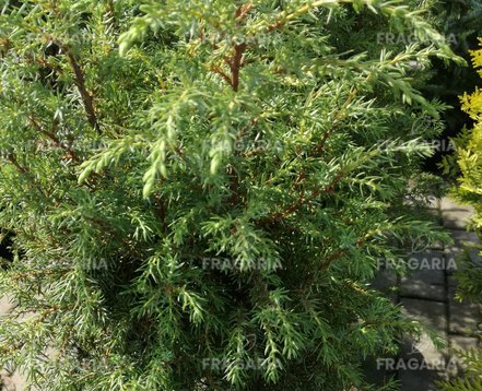 Közönséges Boróka Suecica, Juniperus communis 30 - 40 cm, kont. 3l