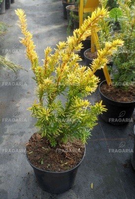 Közönséges tiszafa Summergold Taxus baccata 40 - 60 cm, kont. 3l