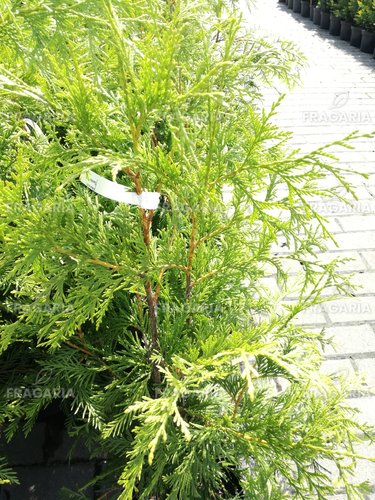 Fonalas tuja Sunshine, Thuja plicata, 60 - 70 cm, kont. 3l