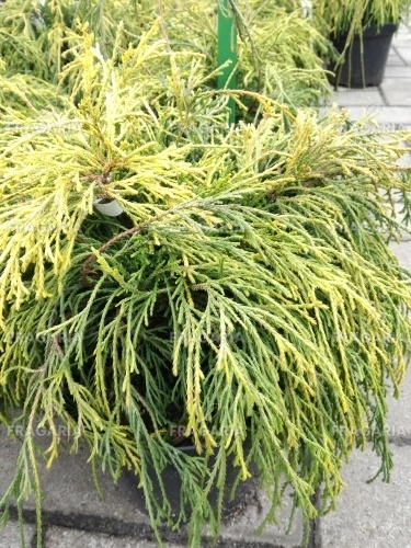 Szavára álciprus Sungold, Chamaecyparis pisifera 15 - 20 cm, kont. 3 l