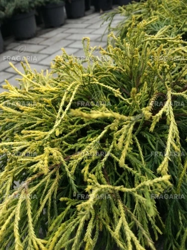 Szavára álciprus Sungold, Chamaecyparis pisifera 15 - 20 cm, kont. 3 l