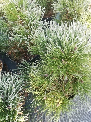 Feketefenyő Syców, Pinus nigra 30 - 40 cm, kont. 3l