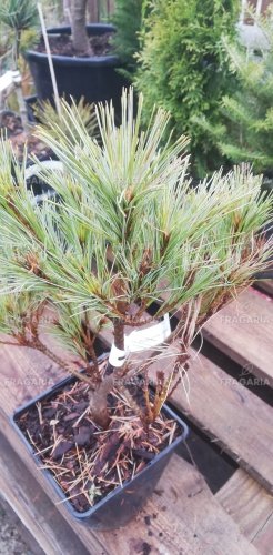 Simafenyő Sylvester, Pinus strobus, kont. C1, 20 - 30 cm
