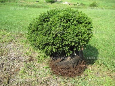 Közönséges lucfenyő Tabuliformis, Picea abies 20 - 30 cm, kont. 3l