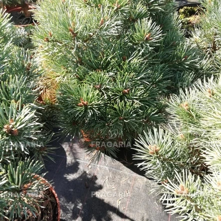 Erdeifenyő Tabuliformis, Pinus sylvestris, törzsek 25 - 30 cm, kont. 5l
