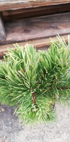 Kampósfenyő Tajga, Pinus uncinata 40 - 50 cm, kont. 5l