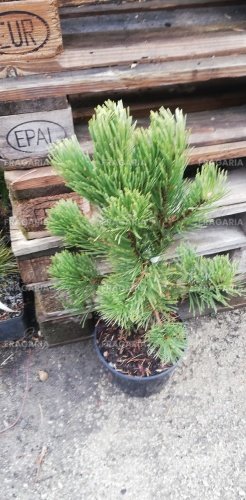 Kampósfenyő Tajga, Pinus uncinata 40 - 50 cm, kont. 5l