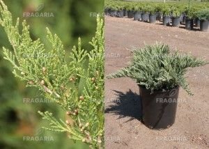 Nehézszagú boróka Tamariscifolia, Juniperus sabina 40 - 60 cm, kont. 3l