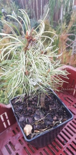 Japán selyemfenyő Tanima no yuki, Pinus parviflora, kont. C1 ,20-30 cm